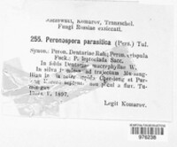 Peronospora parasitica image